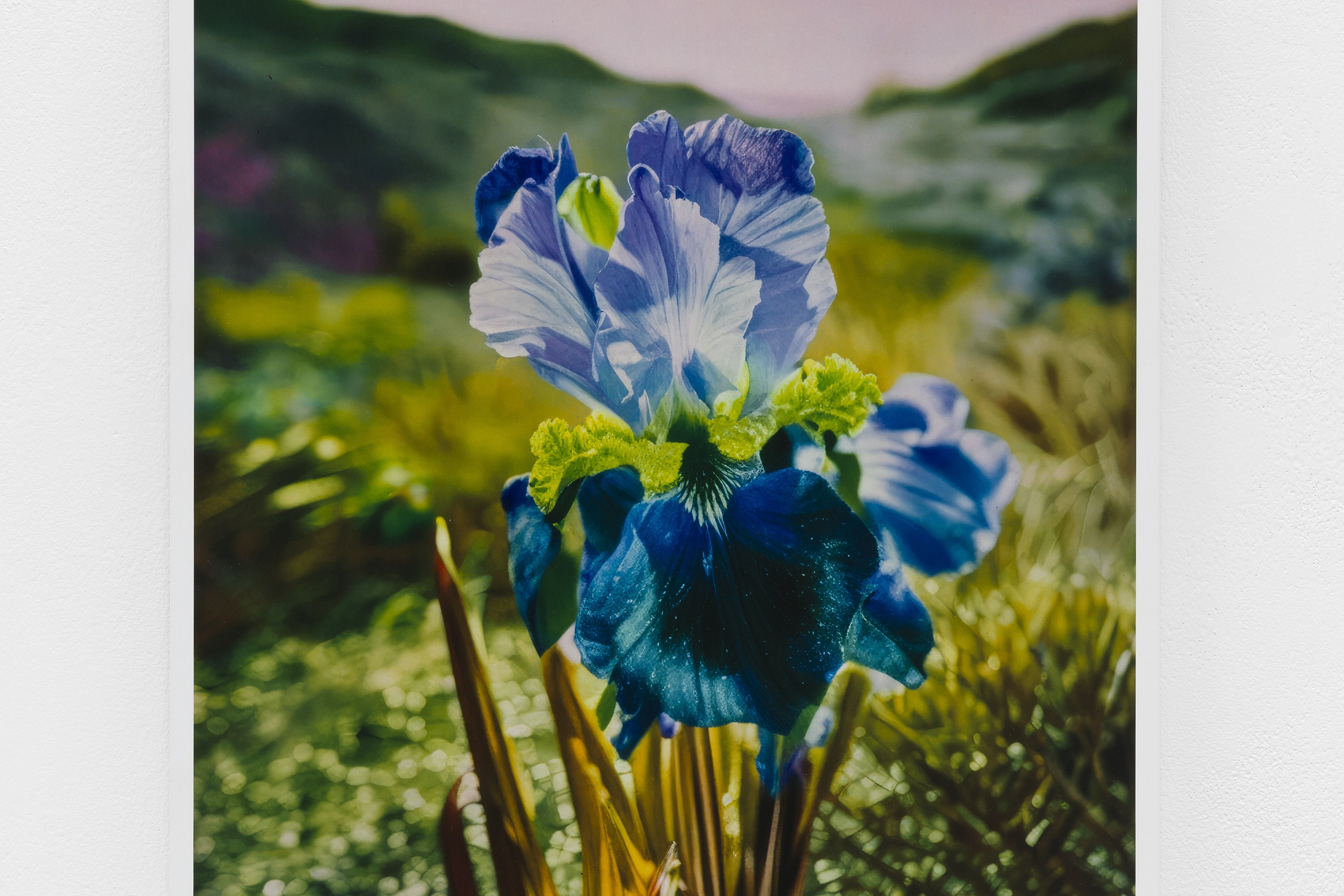 Lisa Oppenheim, image 13 of 25