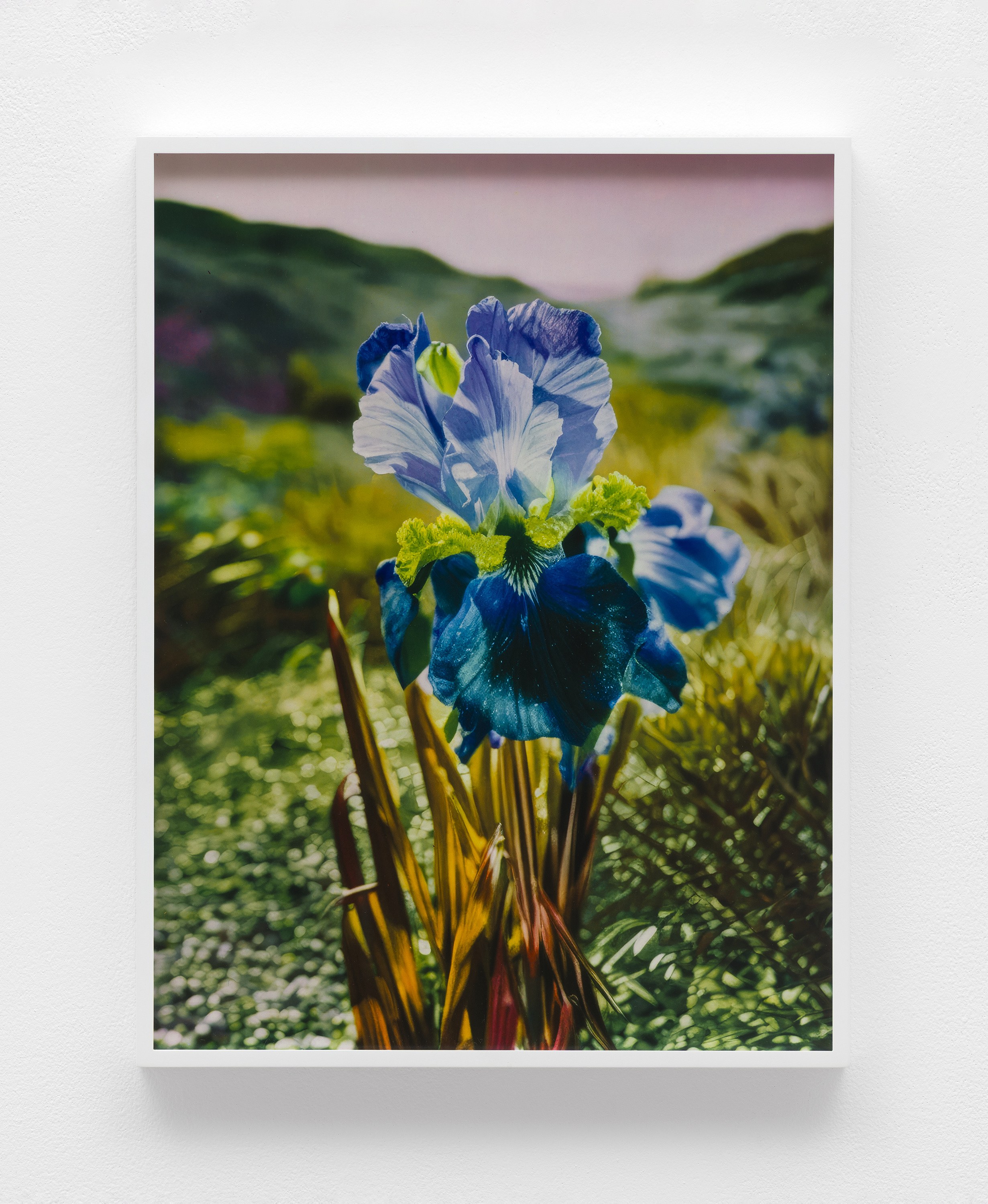 Lisa Oppenheim, image 12 of 25