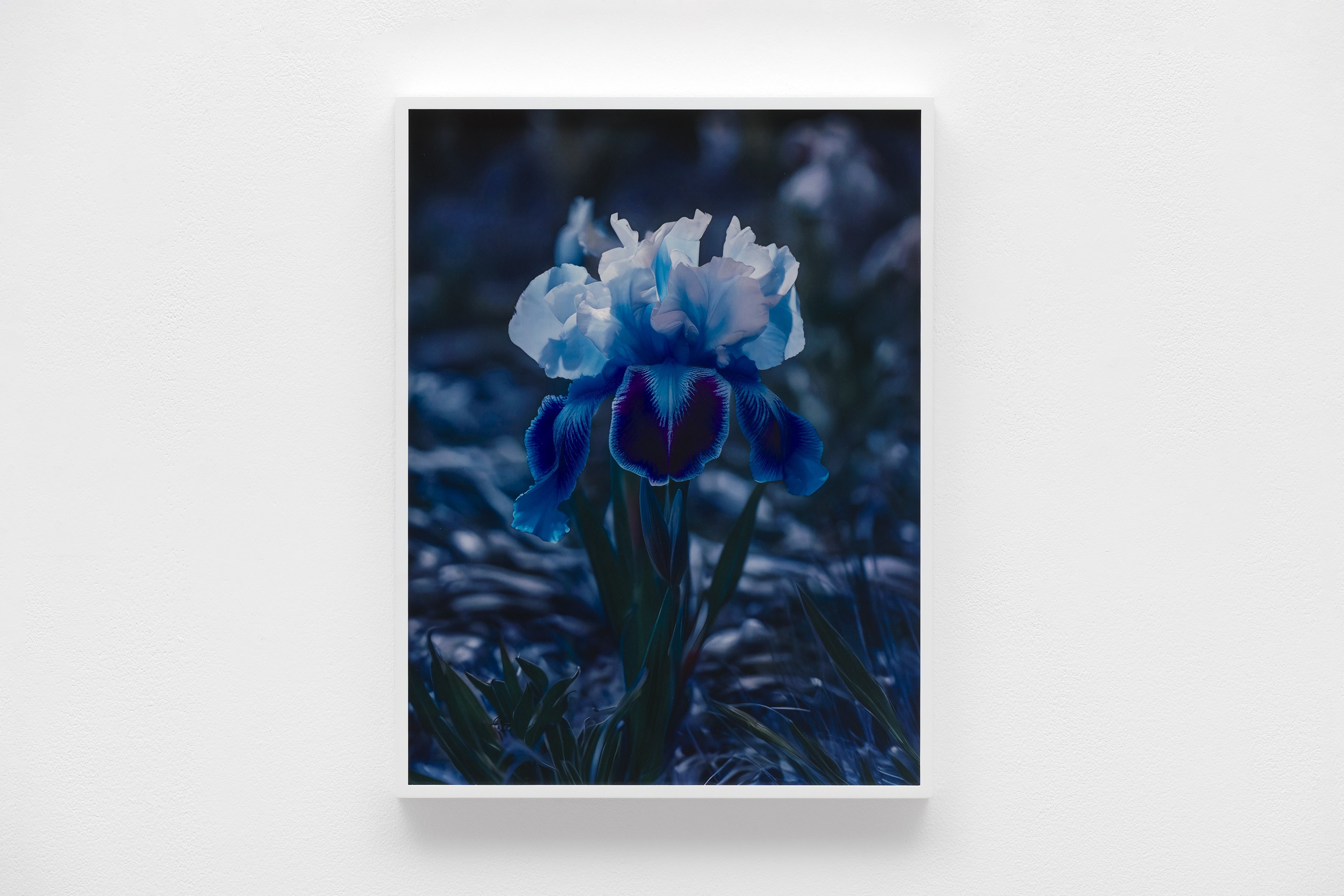 Lisa Oppenheim, image 14 of 25