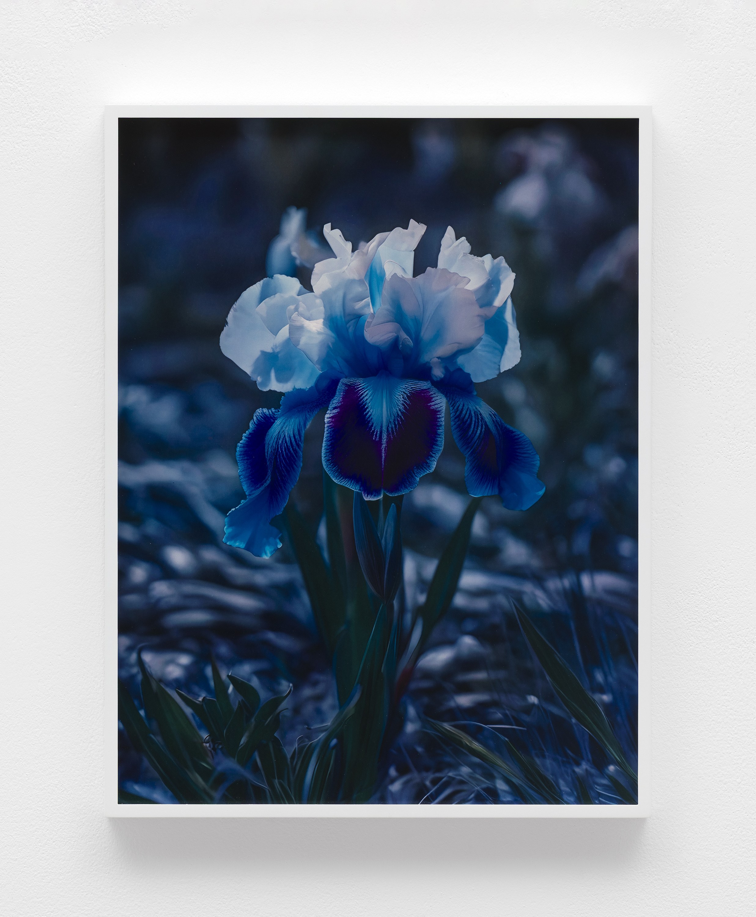 Lisa Oppenheim, image 15 of 25