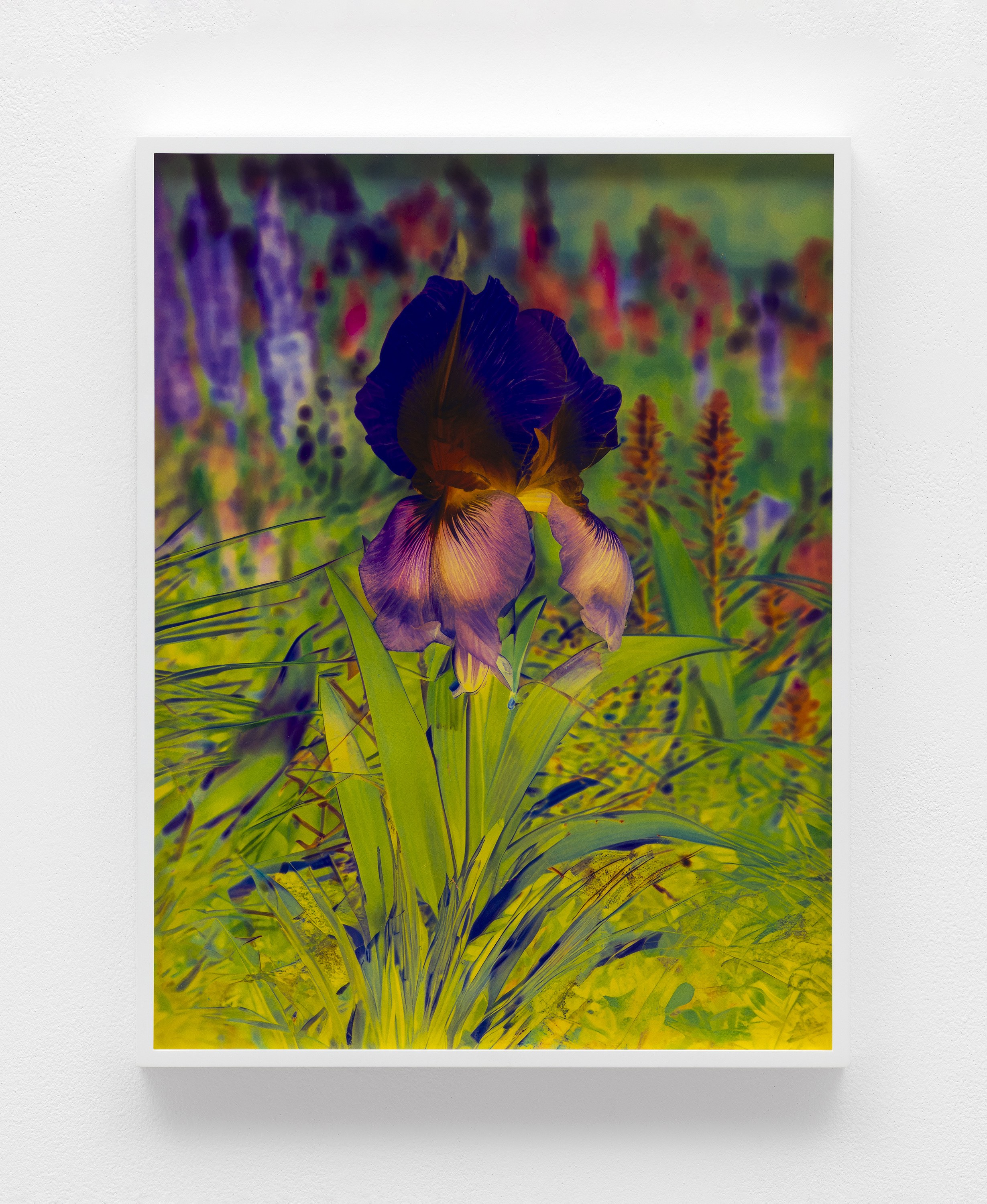 Lisa Oppenheim, image 18 of 25