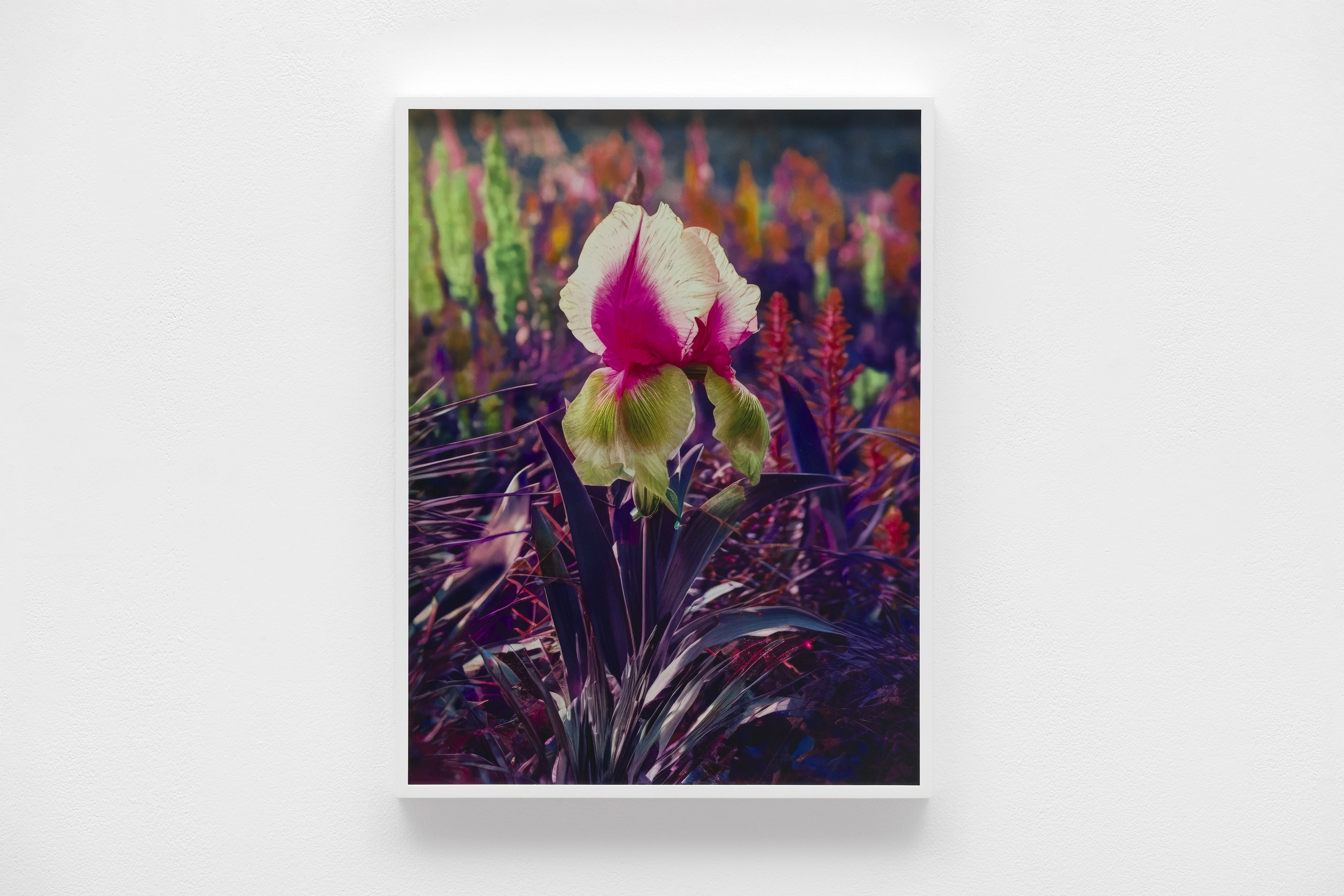 Lisa Oppenheim, image 20 of 25