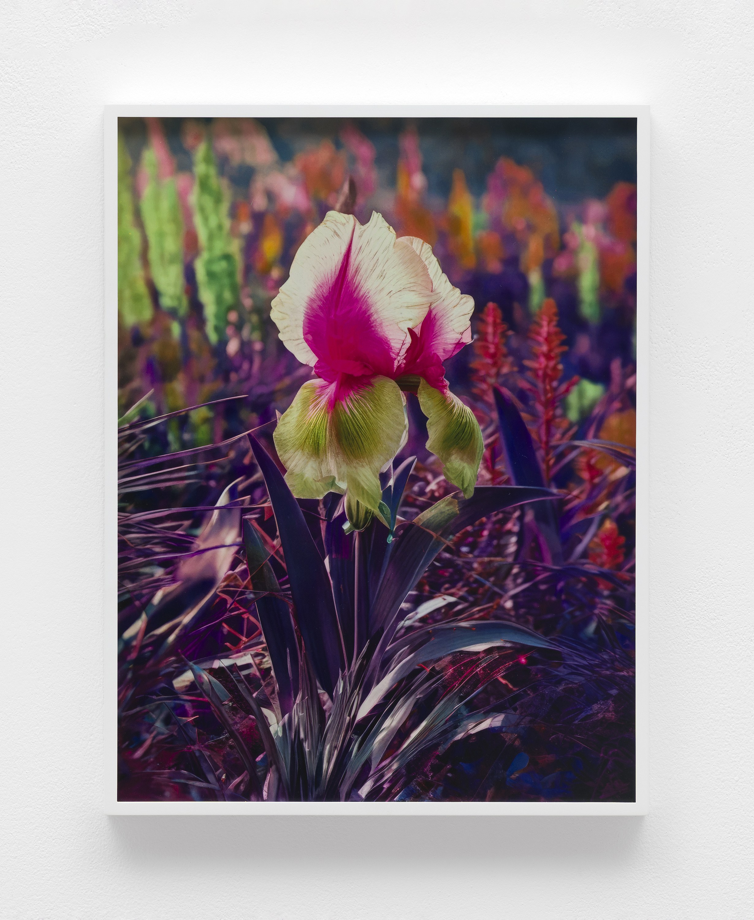 Lisa Oppenheim, image 21 of 25