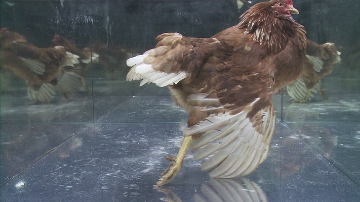 Image 10 of 15