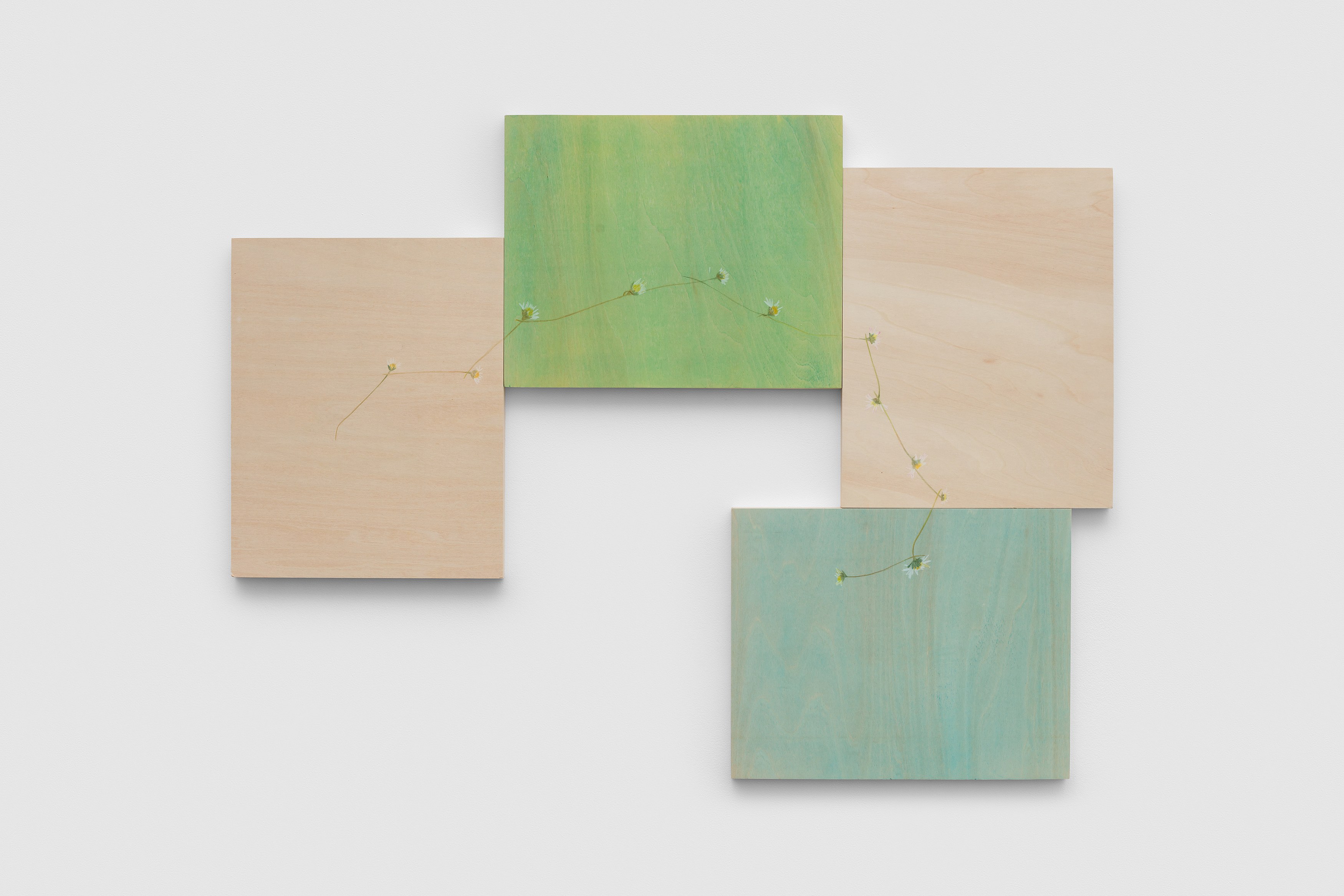 Amalia Pica, Daisy Chain at Museum St, photo 10